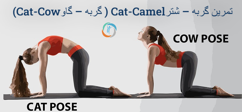 تمرین گربه – شتر— Cat-Camel (گربه – گاو Cat-Cow)