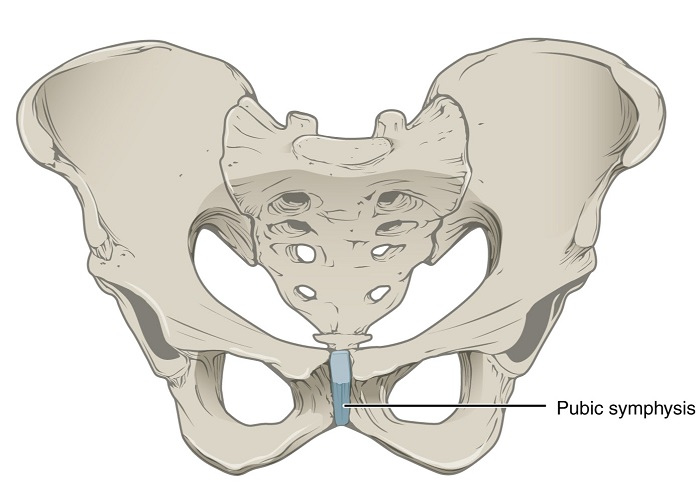 درد جلو لگن و ران