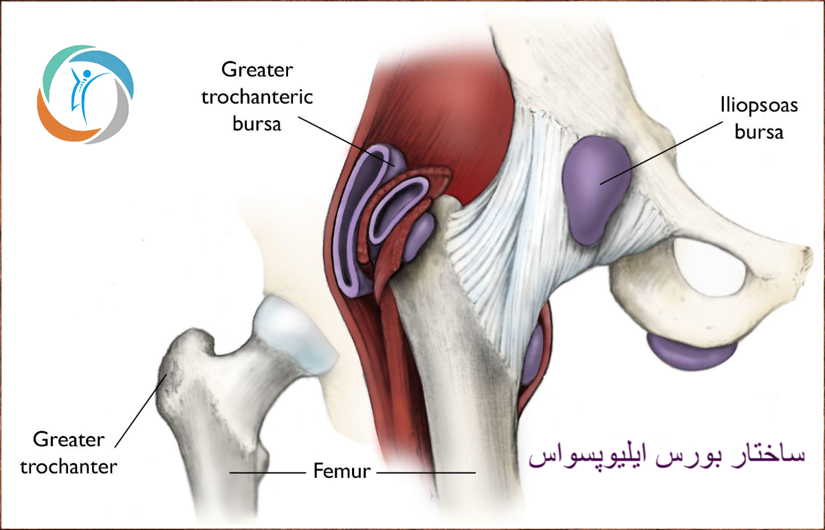 ساختار بورس ایلیوپسواس
