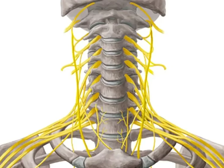 نوار عصب و عضله دیسک گردن