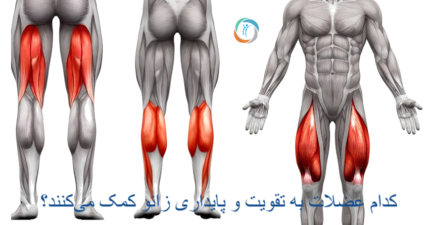 کدام عضلات به تقویت و پایداری زانو کمک می‌کنند؟