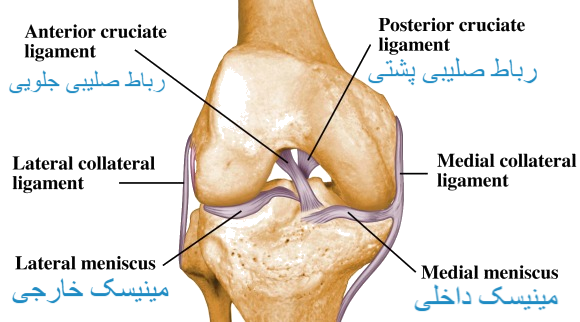 ساختمان زانو