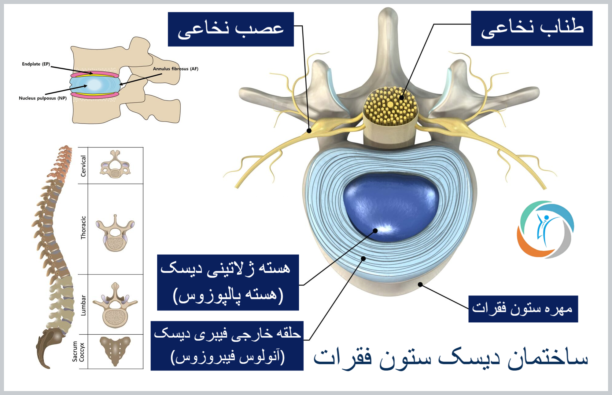 ساختمان دیسک ستون فقرات