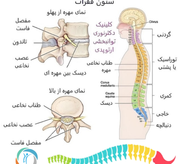 ستون فقرات انسان