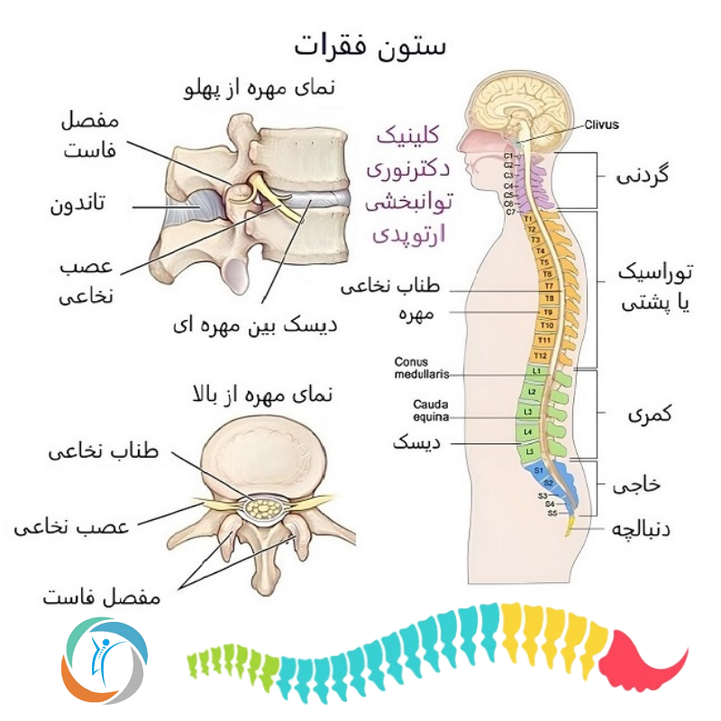 ستون فقرات انسان