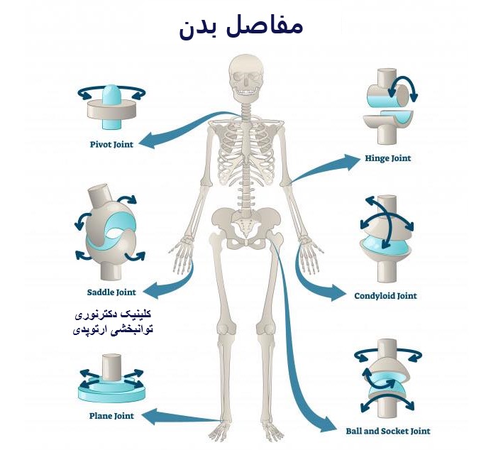 مفصل؛ ساختمان و عملکرد مفاصل