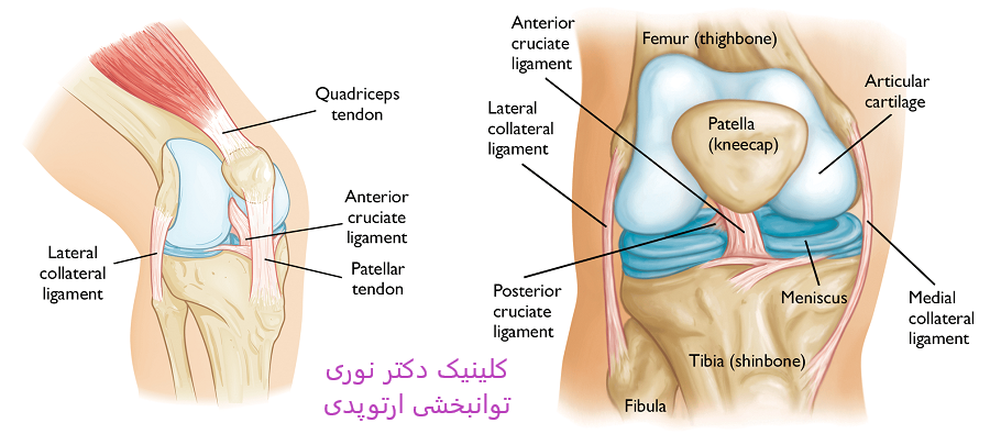 مفصل زانو
