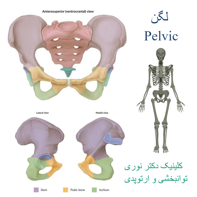 ساختمان و عملکرد لگن انسان