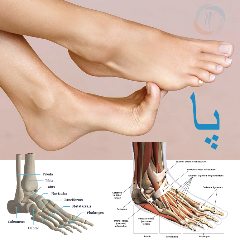 ساختمان و عملکرد پای انسان