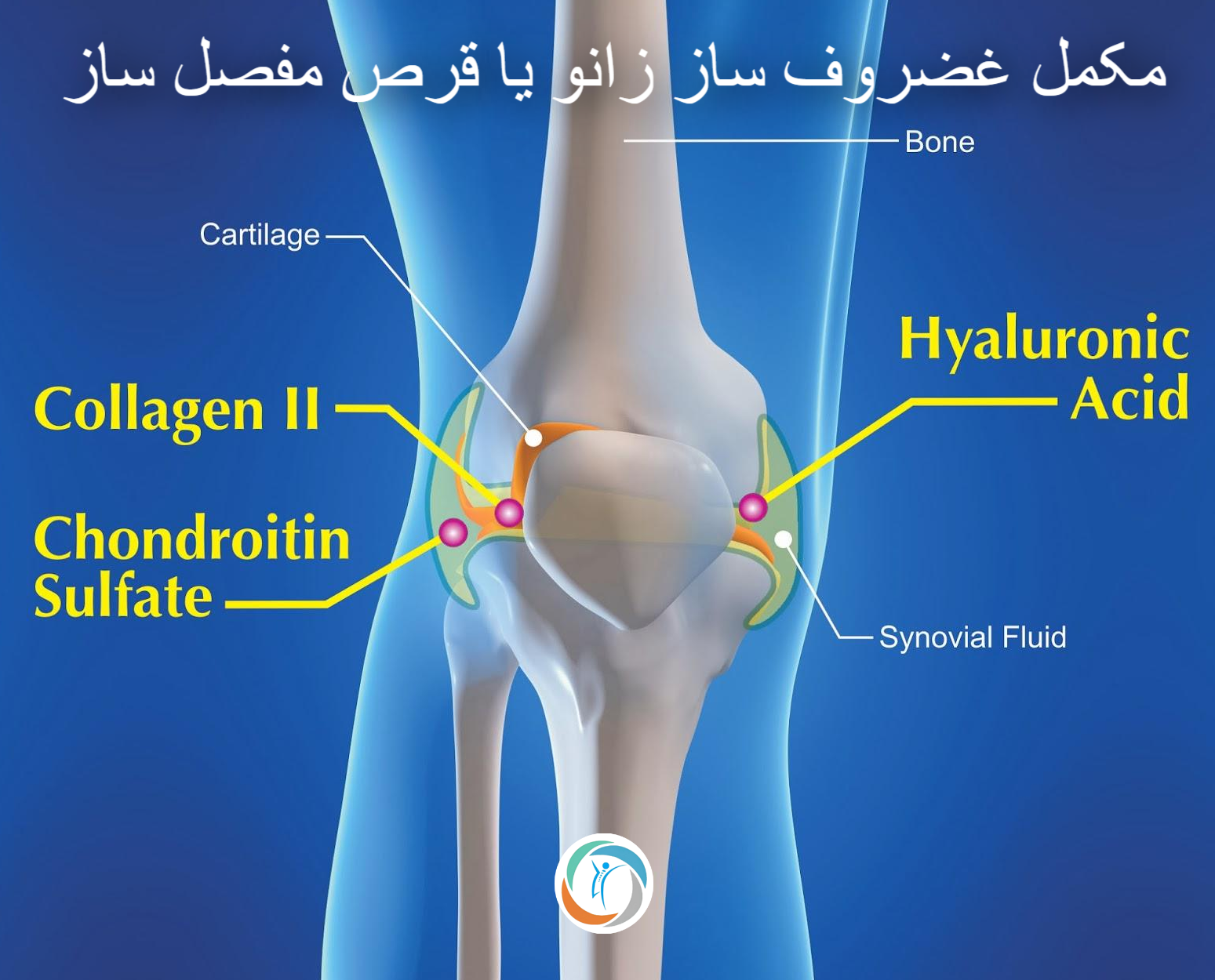 مکمل غضروف ساز زانو یا قرص مفصل ساز