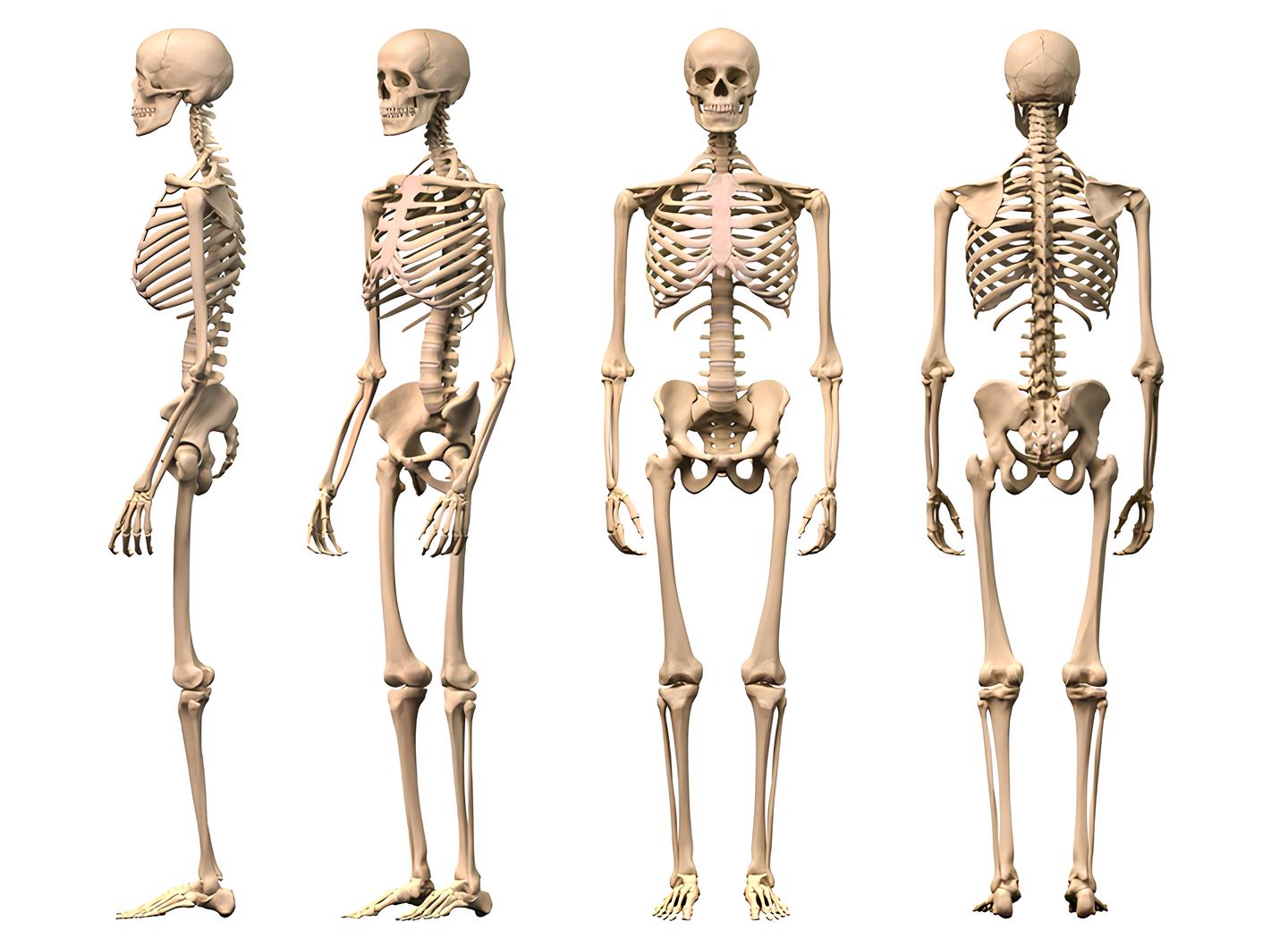 نقش استخوان در بدن انسان