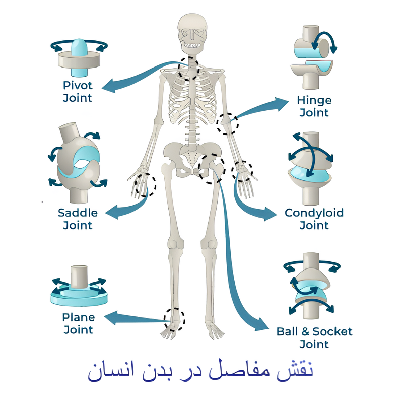 نقش مفاصل در بدن انسان