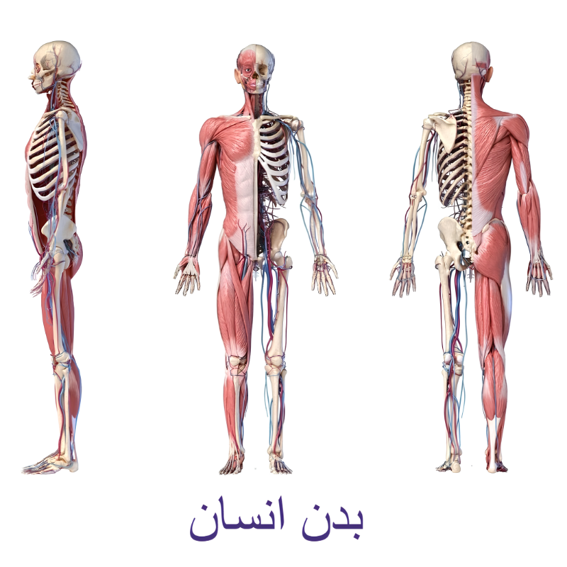 بدن انسان