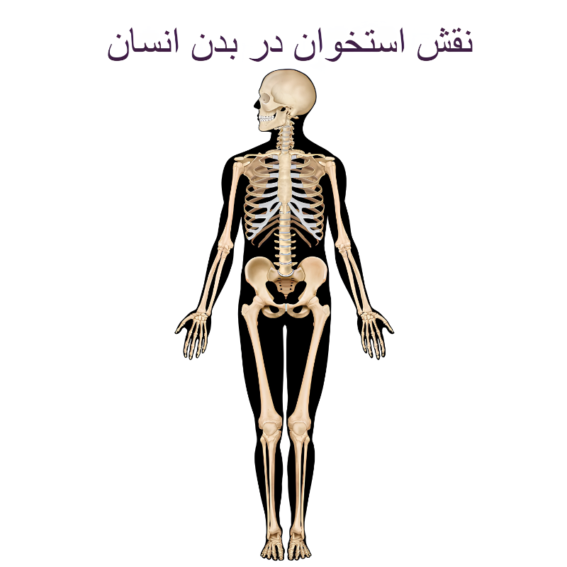 نقش استخوان در بدن انسان