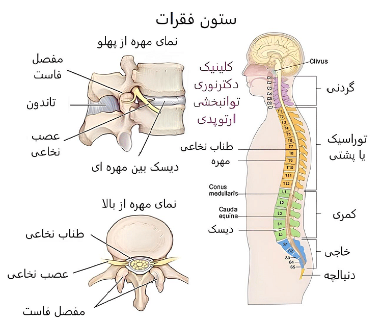 ستون فقرات انسان